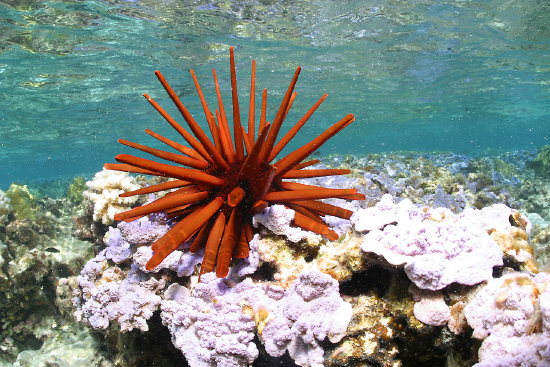  Heterocentrotus mammillatus (Red Slate Pencil Urchin)